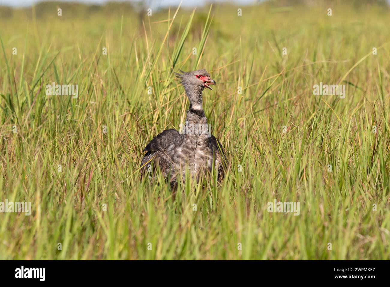 Südlicher Screamer, der auf einem grünen Grasland an einer Marschgrenze im Pantanal in Brasilien steht Stockfoto