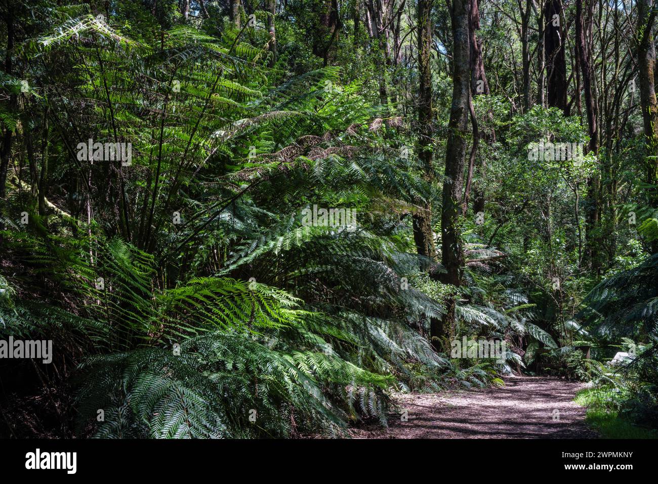 Ein Wanderweg am Melba Gully, Great Otway National Park, in der Nähe von Apollo Bay, Victoria, Australien Stockfoto