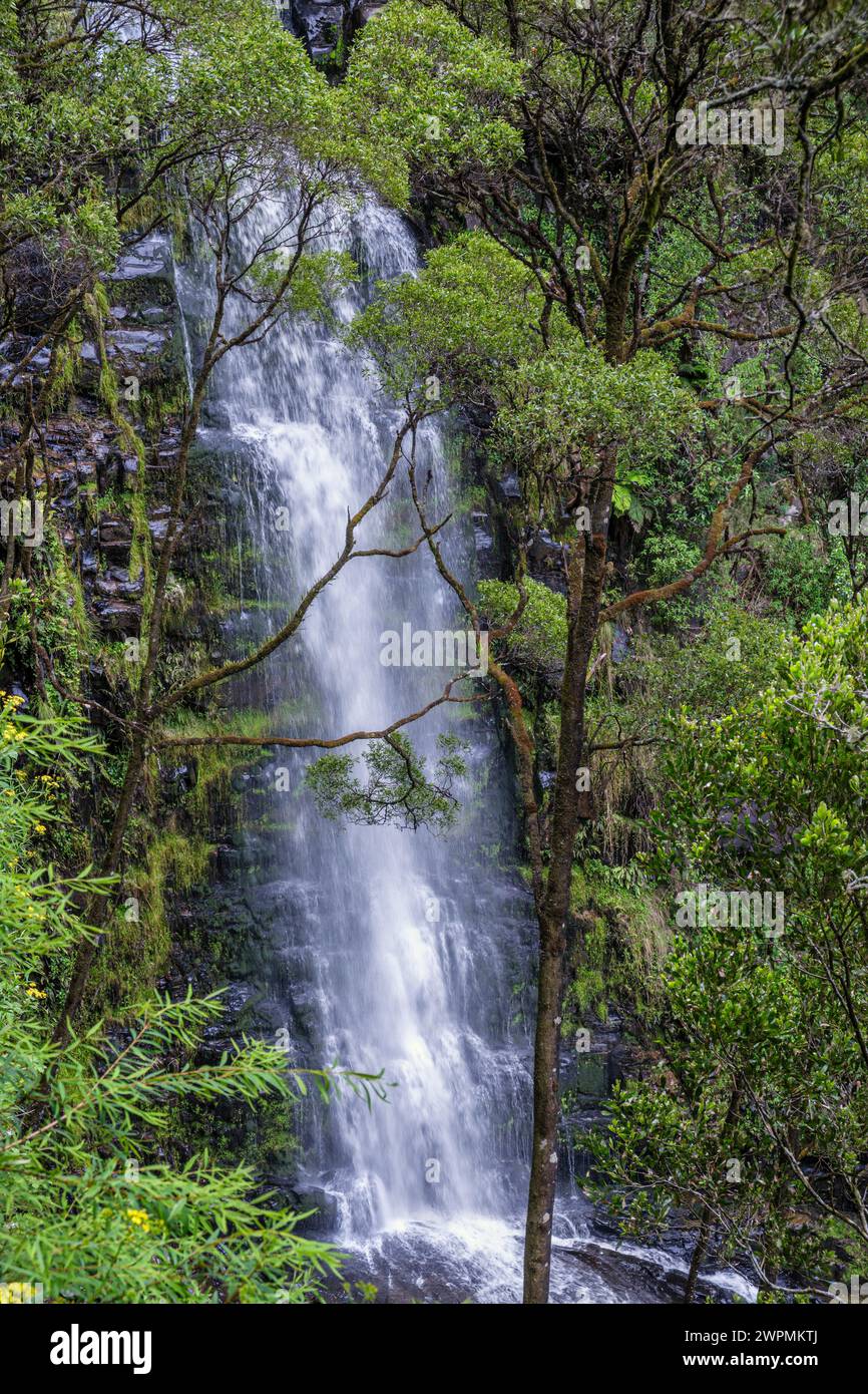 Erskine Falls, Great Otway National Park, in der Nähe von Lorne, Victoria, Australien Stockfoto