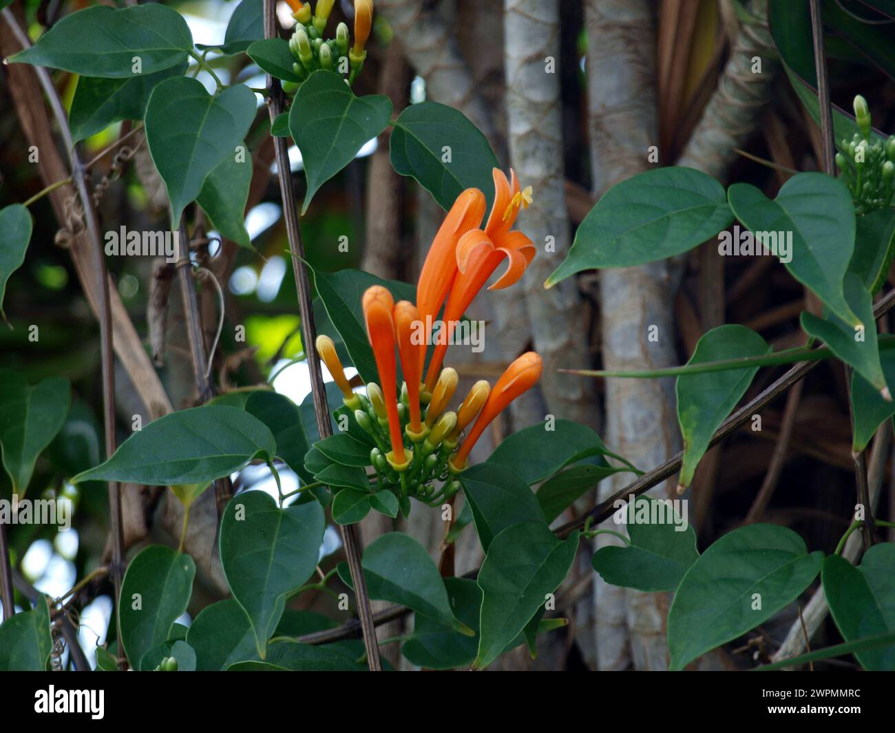 Die Orangenblüte der Flamevine oder der orangen Trompetenrebe (Pyrostegia venusta). Wohnlandschaft dekorative Pflanze. Stockfoto