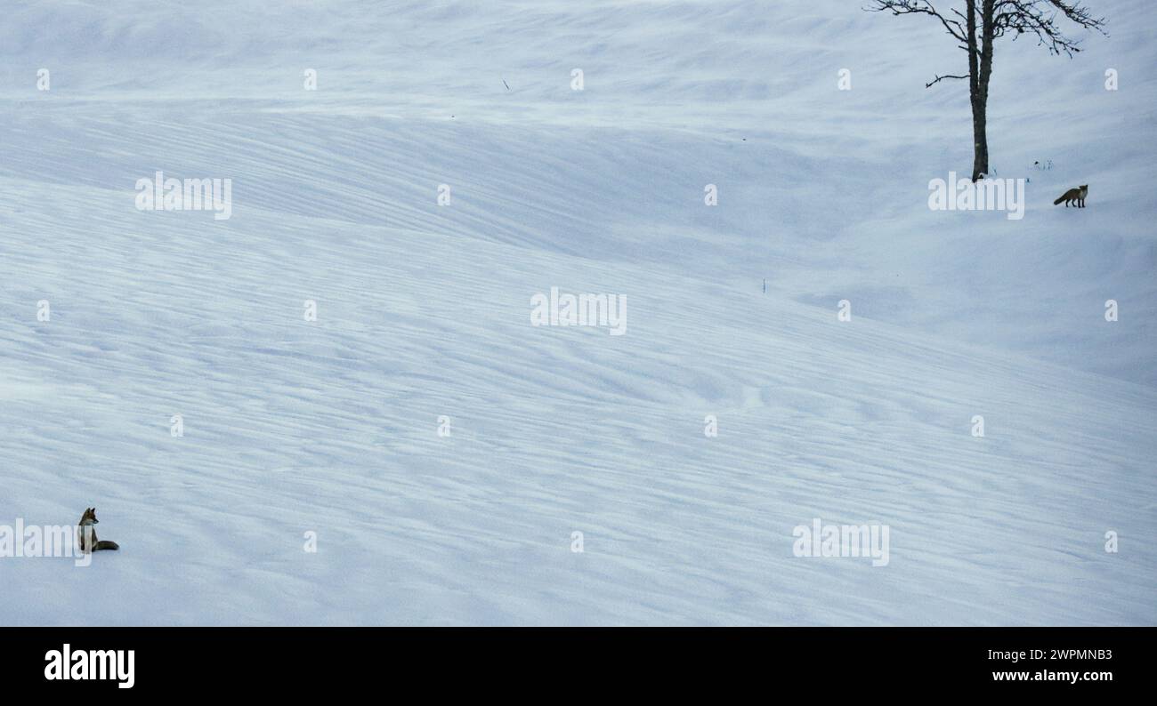 Zwei Rotfüchse im Schnee während der Paarungszeit Stockfoto