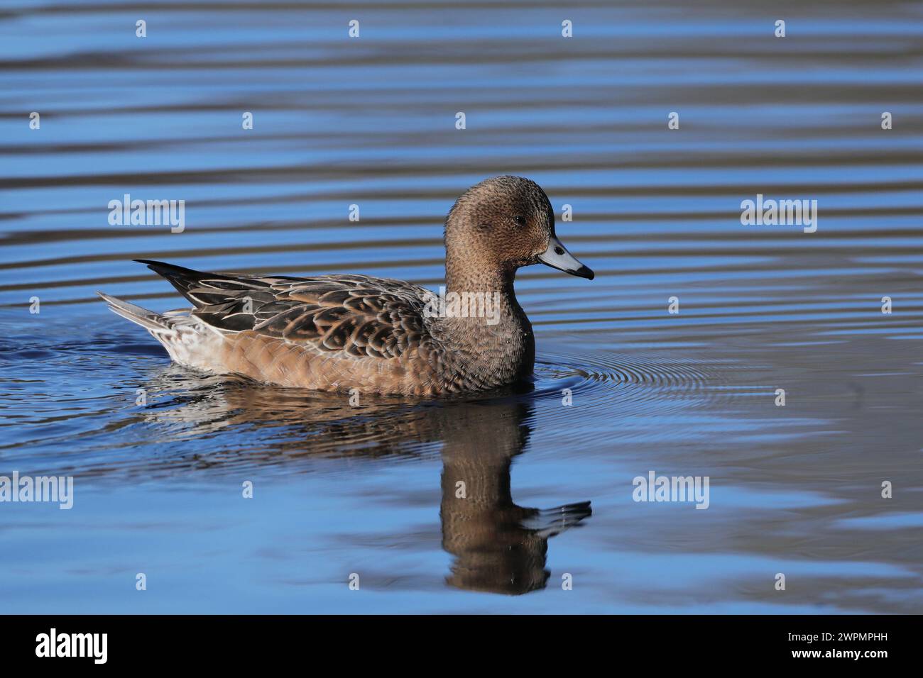 Wigeon fotografierte aus einem öffentlichen Versteck in der Nähe von Warrington, wo sie sich vor ihrer Migration in Brutgebiete aufhalten. Stockfoto