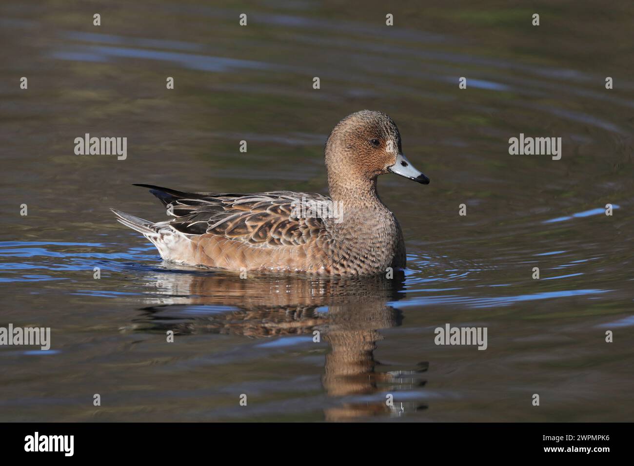 Wigeon fotografierte aus einem öffentlichen Versteck in der Nähe von Warrington, wo sie sich vor ihrer Migration in Brutgebiete aufhalten. Stockfoto
