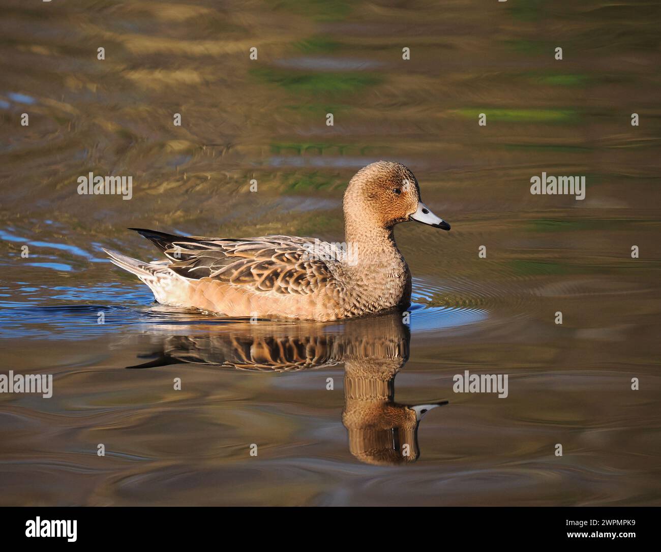 Wigeon fotografierte aus einem öffentlichen Versteck in der Nähe von Warrington, wo sie sich vor ihrer Migration in Brutgebiete aufhalten. Stockfoto