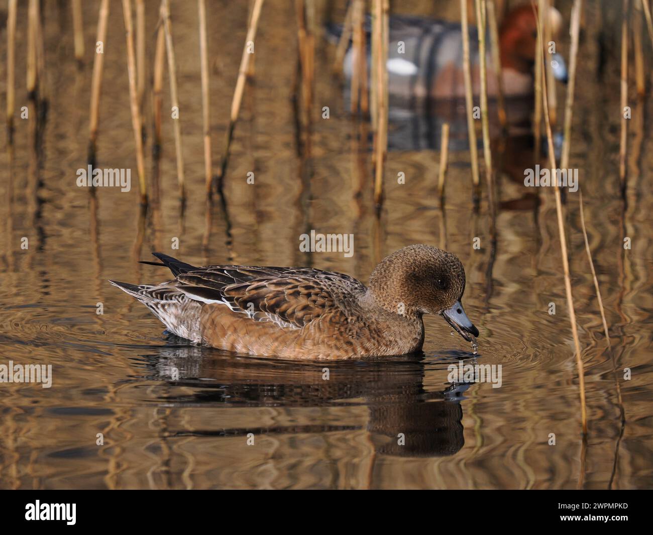 Wigeon fotografierte aus einem öffentlichen Versteck in der Nähe von Warrington, wo sie sich vor ihrer Migration in Brutgebiete aufhalten. Stockfoto