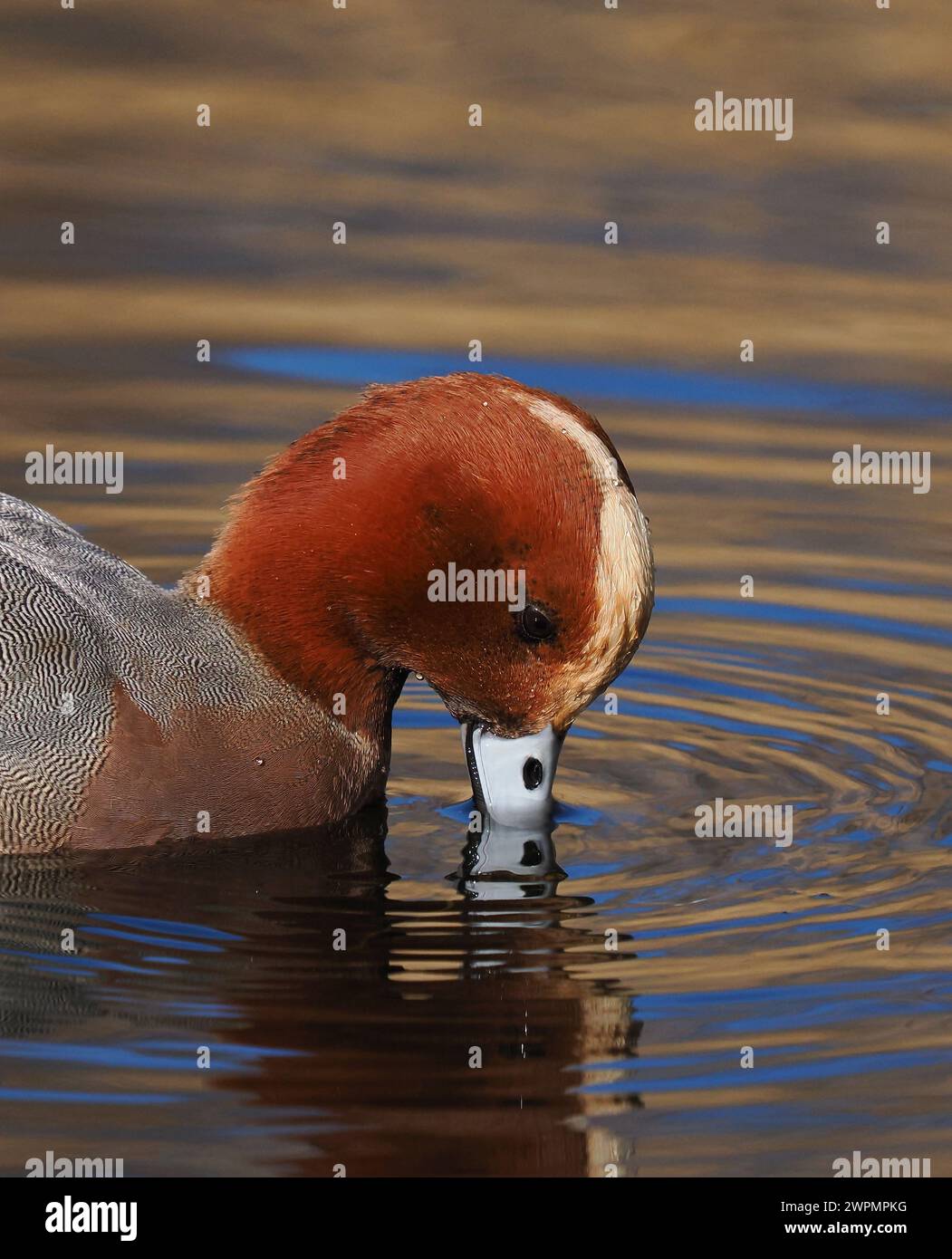 Wigeon fotografierte aus einem öffentlichen Versteck in der Nähe von Warrington, wo sie sich vor ihrer Migration in Brutgebiete aufhalten. Stockfoto