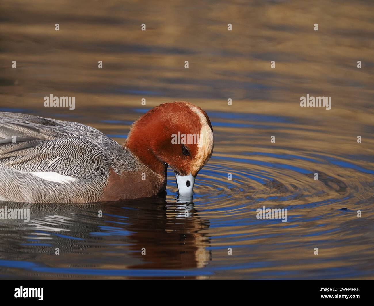 Wigeon fotografierte aus einem öffentlichen Versteck in der Nähe von Warrington, wo sie sich vor ihrer Migration in Brutgebiete aufhalten. Stockfoto