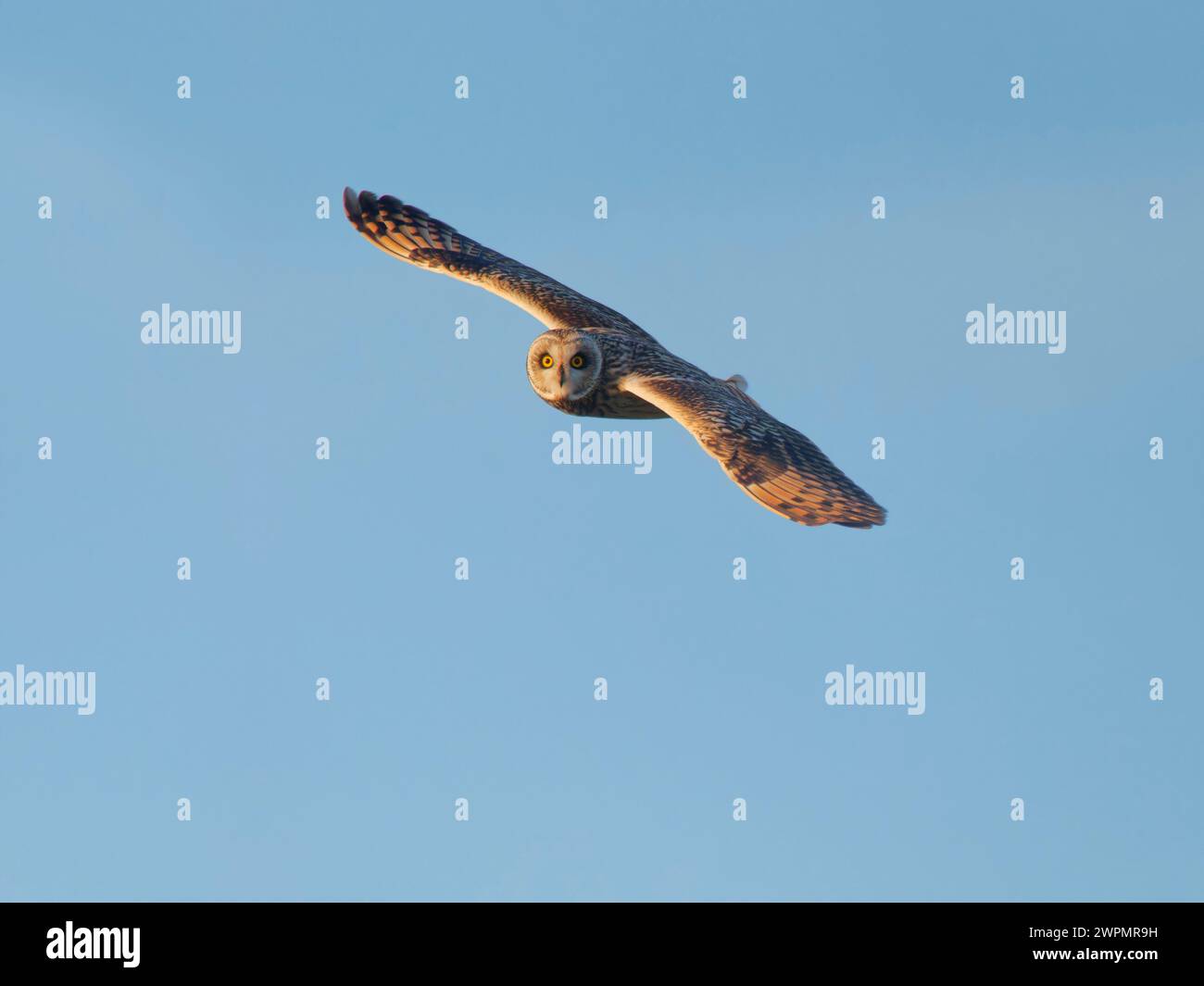 Kurzohrige Eulenkugel – im Flug Asio flammeus Wallasea Island, Essex, UK BI039282 Stockfoto