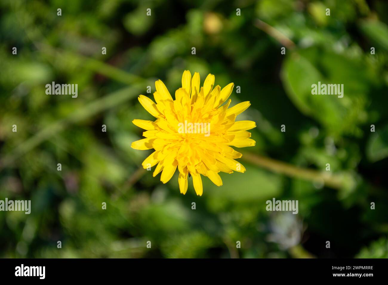 Löwenzahnblüte oder bittere Zichorie Stockfoto