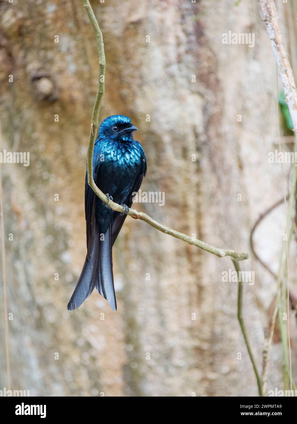 Bronzener Drongo Dicrurus aeneus Cat Tien Nationalpark, Vietnam BI039681 Stockfoto