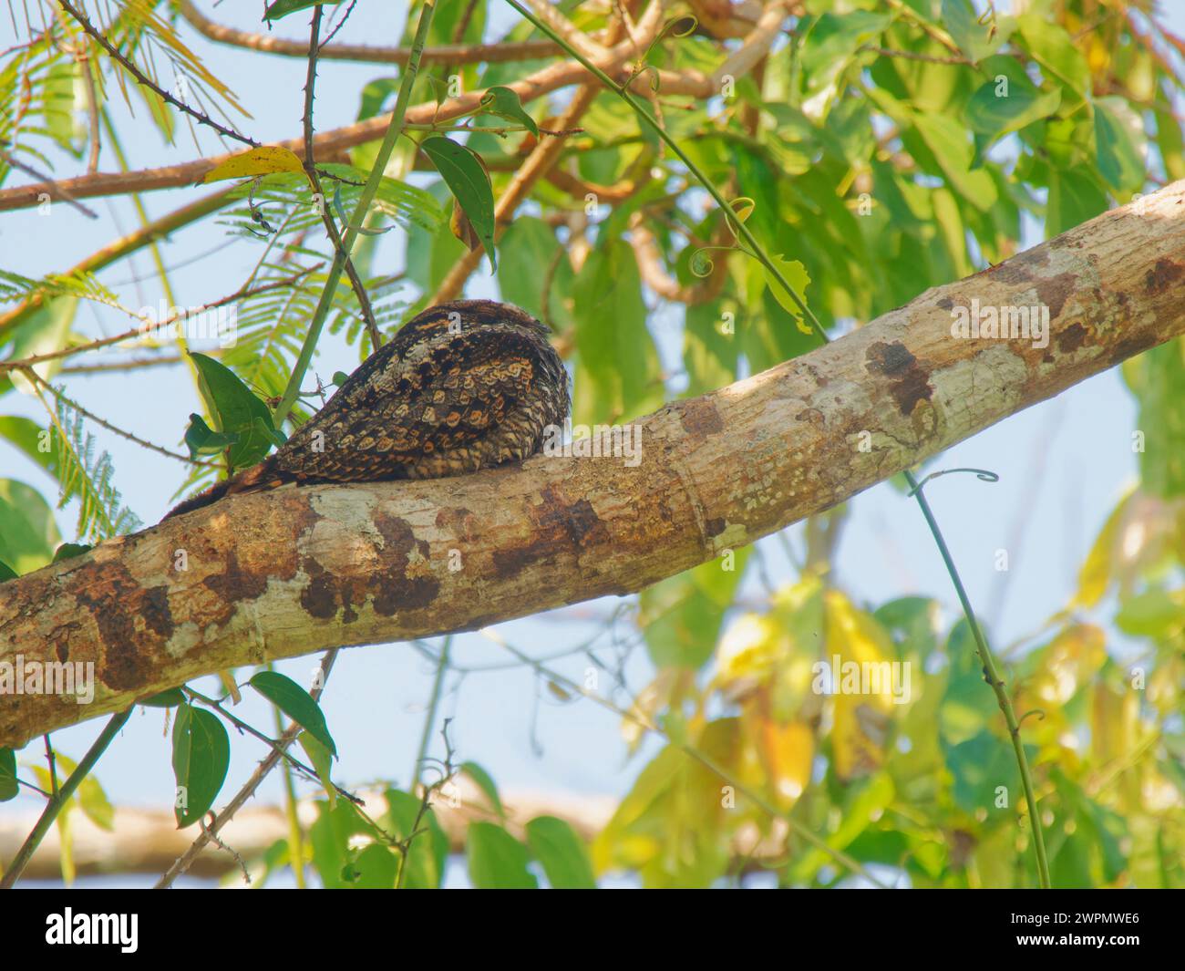 Large Tail Nightjar Caprimulgus macrurus Cat Tien Nationalpark, Vietnam BI039798 Stockfoto