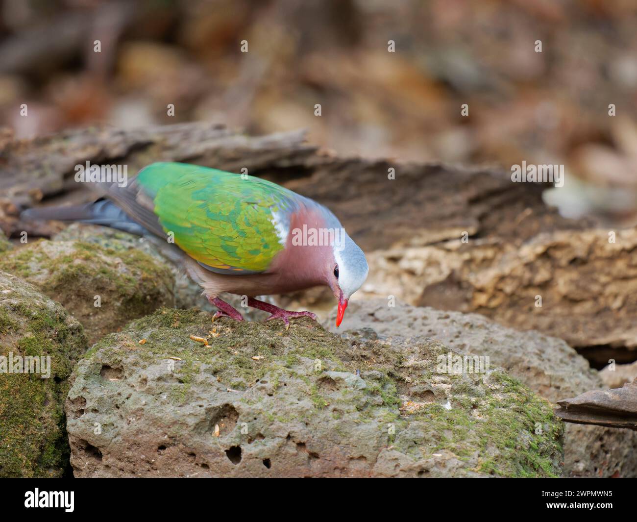 Emerald Ground Dove Chalcophaps indica da Lat, Vietnam BI039829 Stockfoto