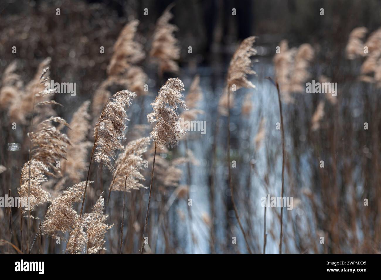 Gelbes, trockenes Schilf am Fluss. Strand trockenes Gras, Schilf, Stiele flattern im Wind in Gold. Horizontal. Stockfoto