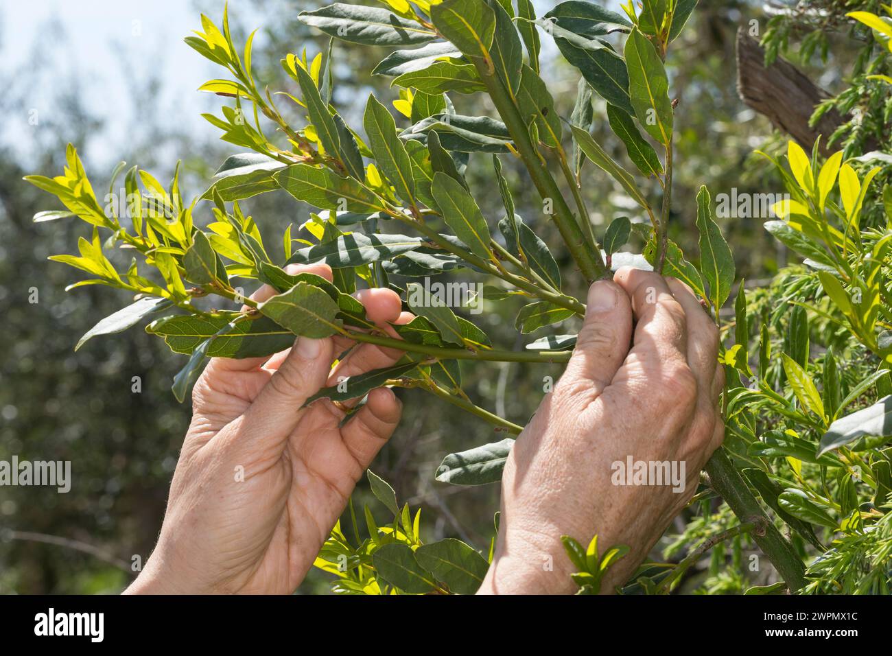 Lorbeerblätter-Ernte, Lorbeerbaum, Lorbeer-Baum, Echter Lorbeer, Edel-Lorbeer, Edler Lorbeer, Gewürzlorbeer, Lorbeerblatt, Lorbeerblätter, Lorbeer-Blä Stockfoto