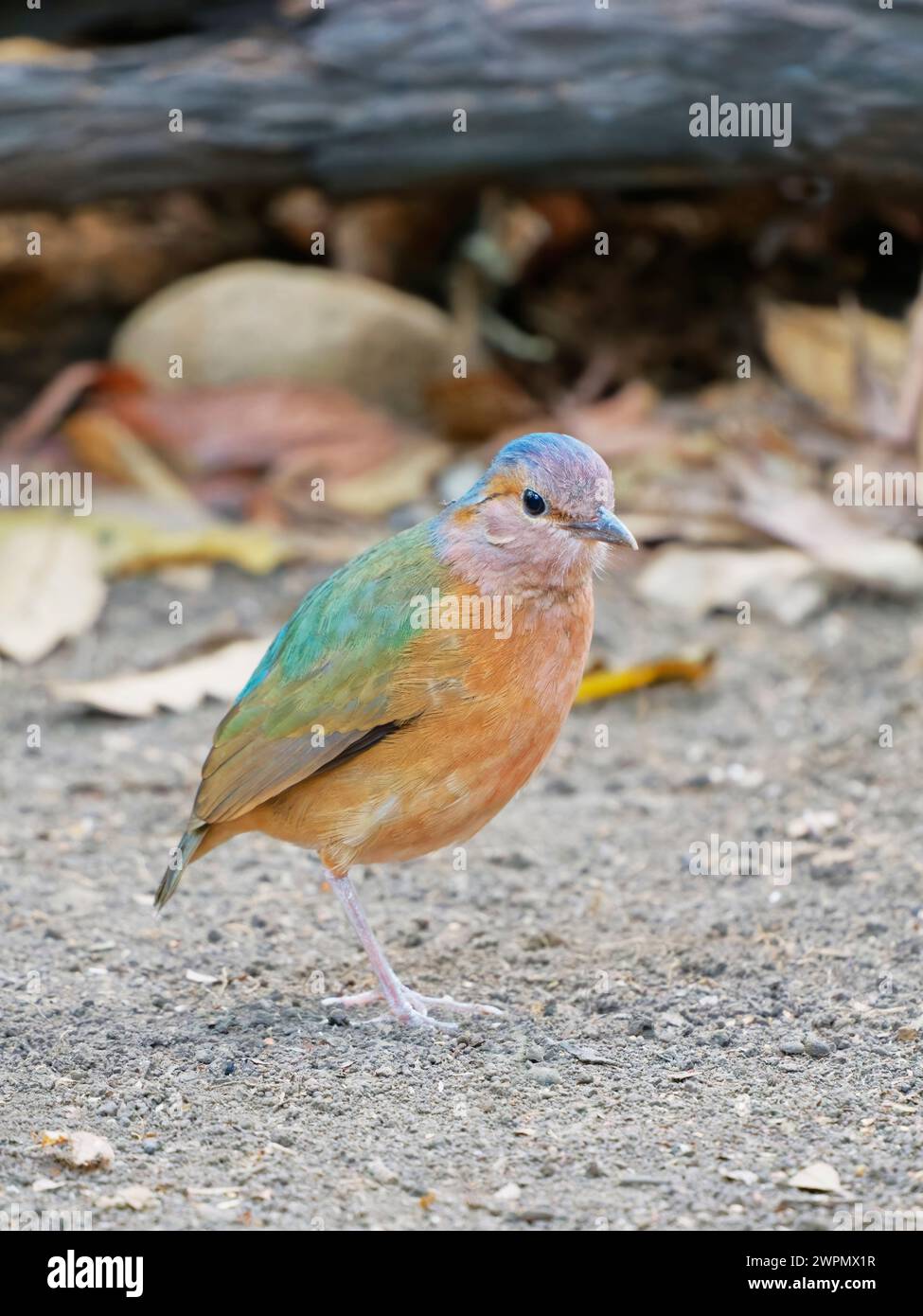 Blue rumped Pitta Hydrornis soror Cat Tien National Park, Vietnam BI039909 Stockfoto
