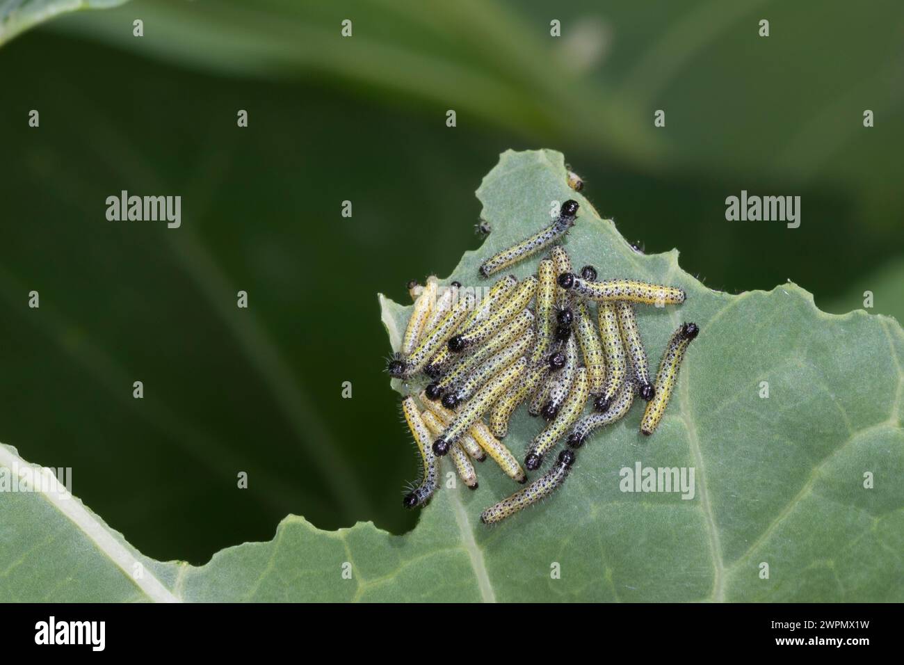 Großer Kohlweißling, Raupe, Raupen, junge Raupenstadien fressen an Kohl, Ansammlung, Raupenansammlung, Kohlweißling, Kohl-Weißling, Pieris brassicae, Stockfoto