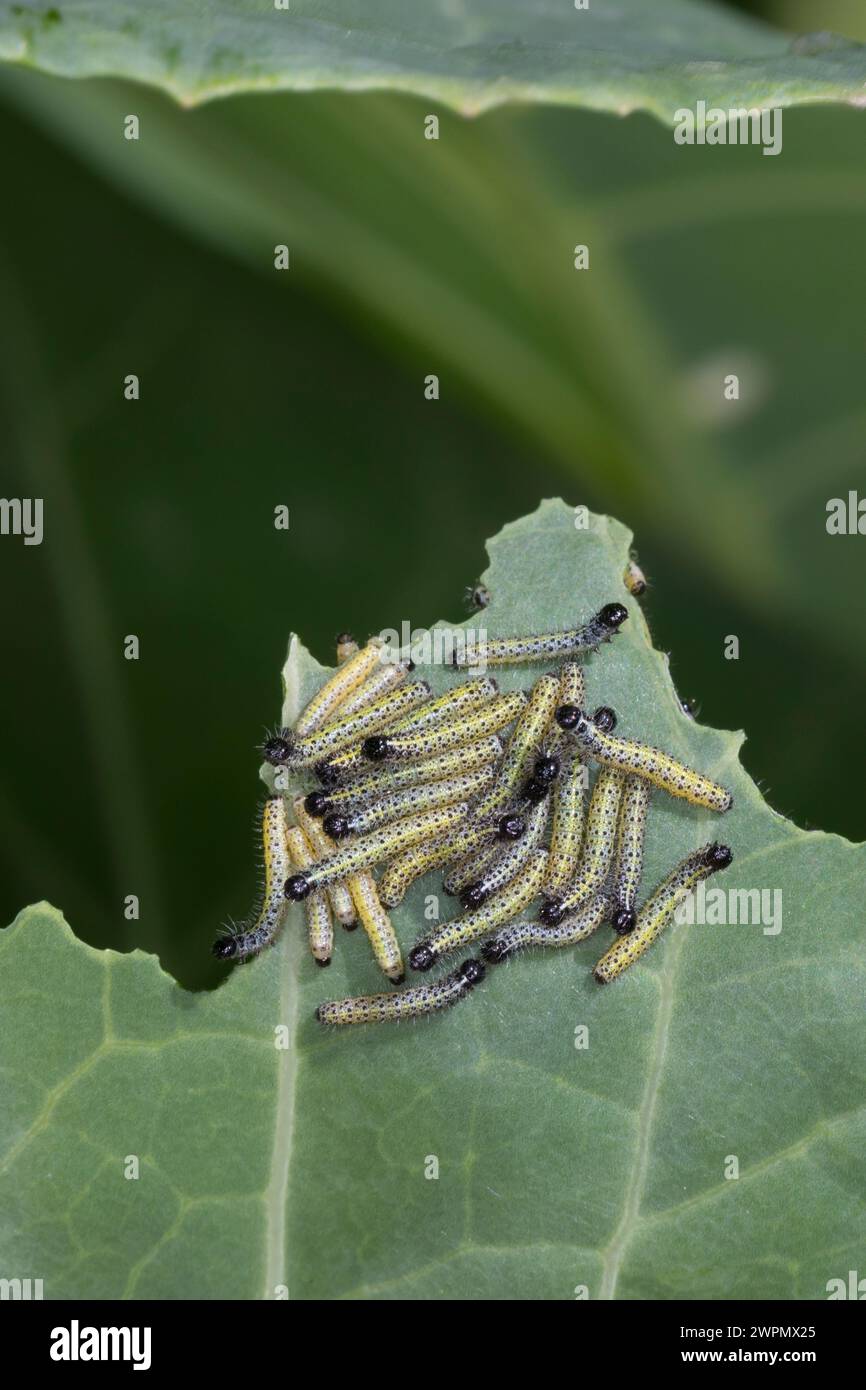Großer Kohlweißling, Raupe, Raupen, junge Raupenstadien fressen an Kohl, Ansammlung, Raupenansammlung, Kohlweißling, Kohl-Weißling, Pieris brassicae, Stockfoto