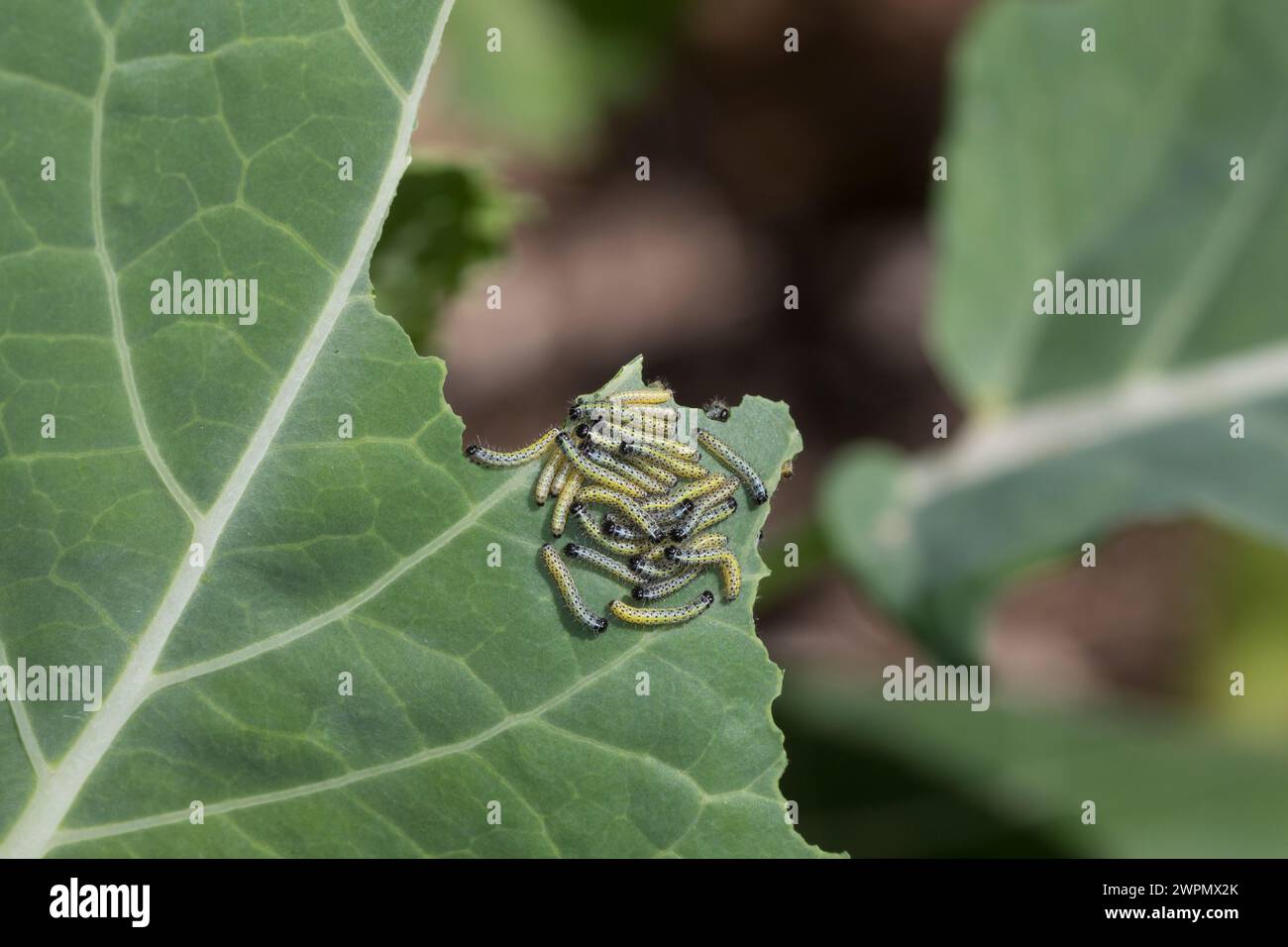 Großer Kohlweißling, Raupe, Raupen, junge Raupenstadien fressen an Kohl, Ansammlung, Raupenansammlung, Kohlweißling, Kohl-Weißling, Pieris brassicae, Stockfoto