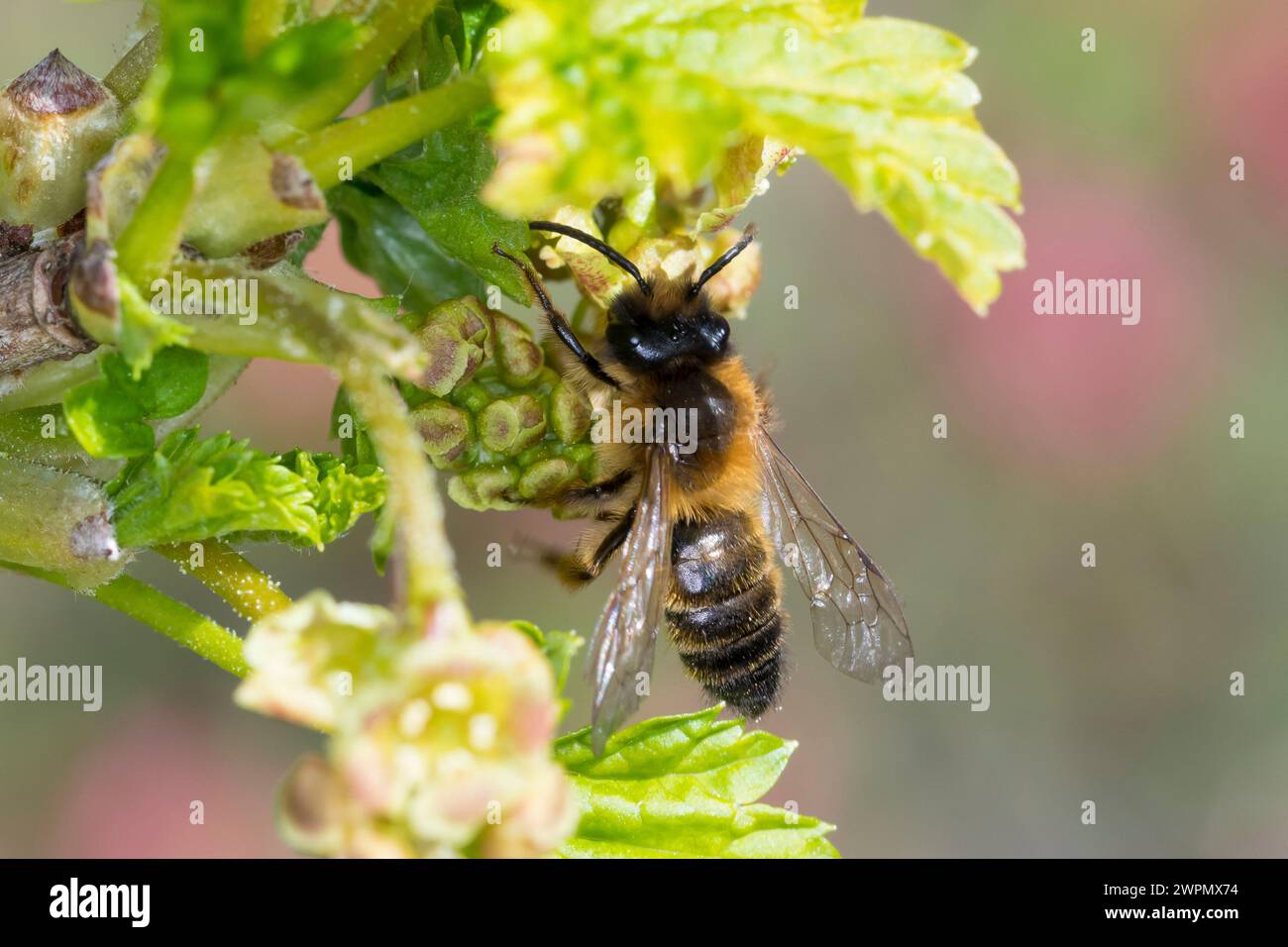 Erzfarbene Sandbiene, Erzfarbene Düstersandbiene, Erzfarbige Düster-Sandbiene, Erzfarbige Düstersandbiene, Sandbiene, Sand-Biene, beim Blütenbesuch au Stockfoto