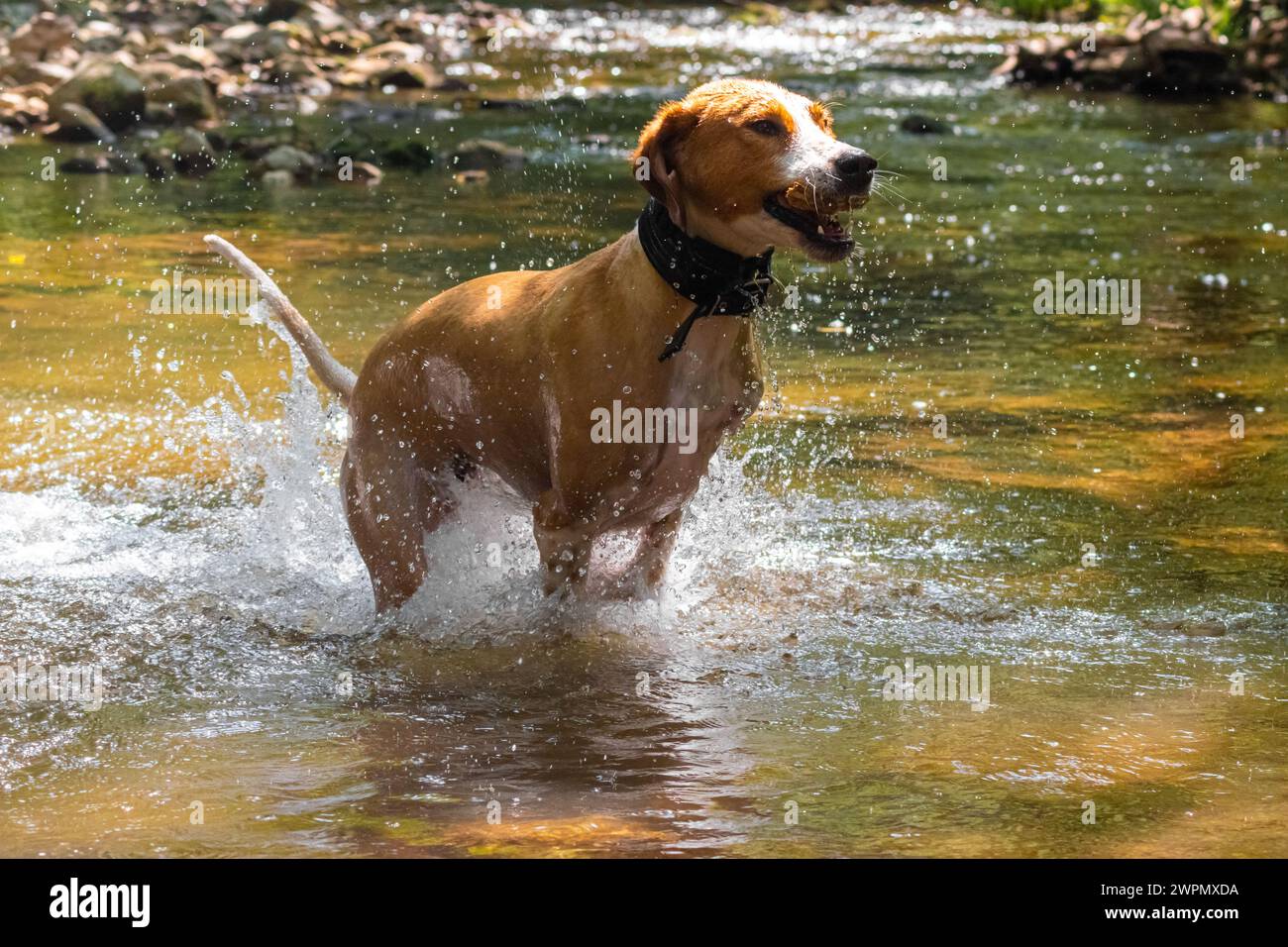 Brauner kurzhaariger Hund, der freudig in den flachen Fluss springt, mit Zweig im Mund Stockfoto