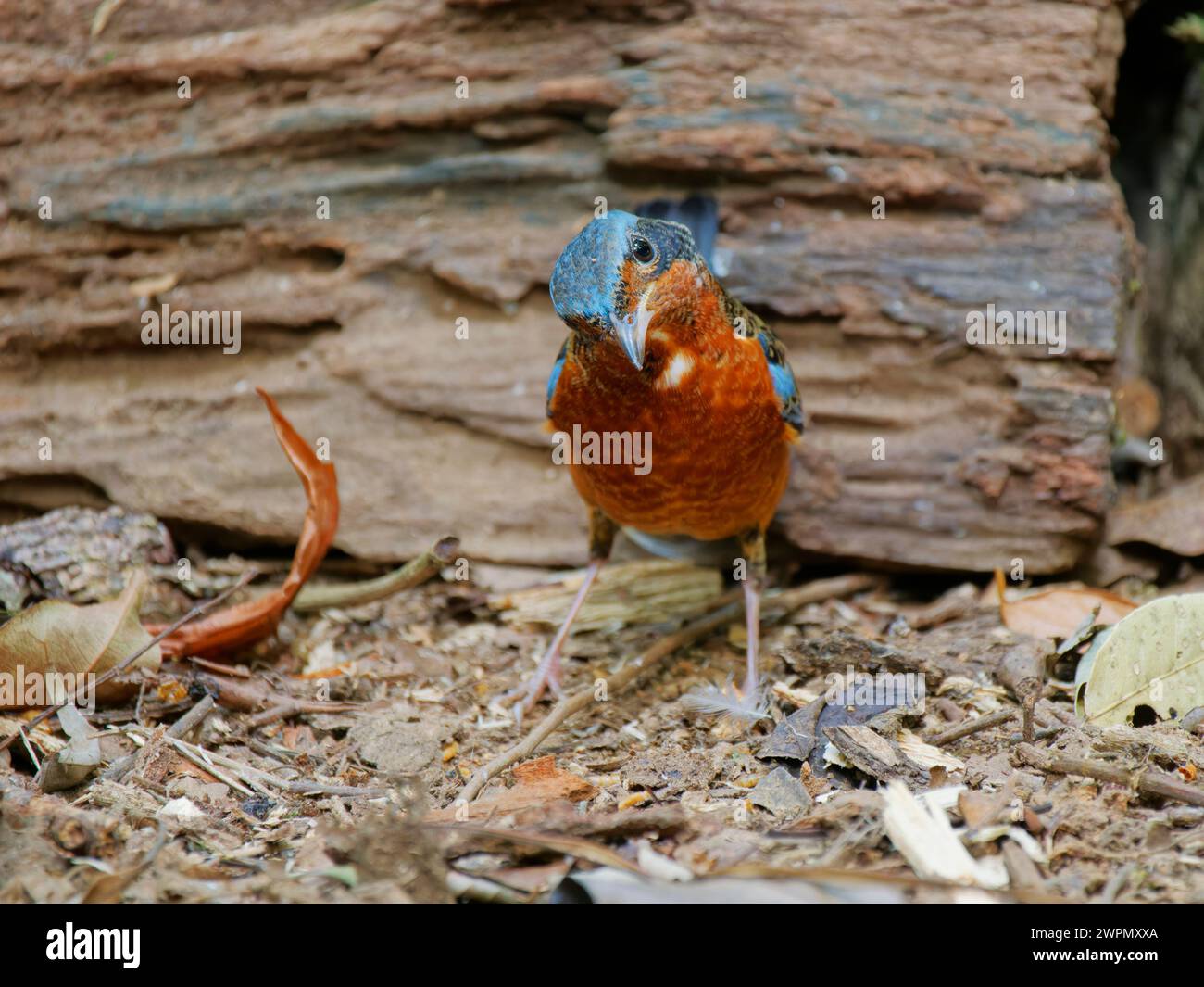 Weiße Kehlsteindrossel Monticola gularis da Lat, Vietnam BI040138 Stockfoto