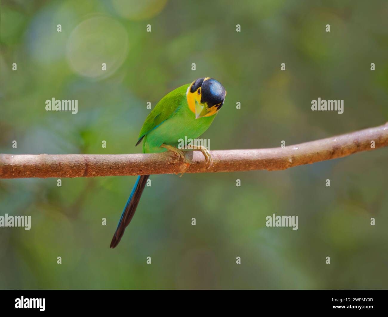 Langschwanz-Broadbill Psarisomus dalhousiae Di Linh, Vietnam BI040162 Stockfoto