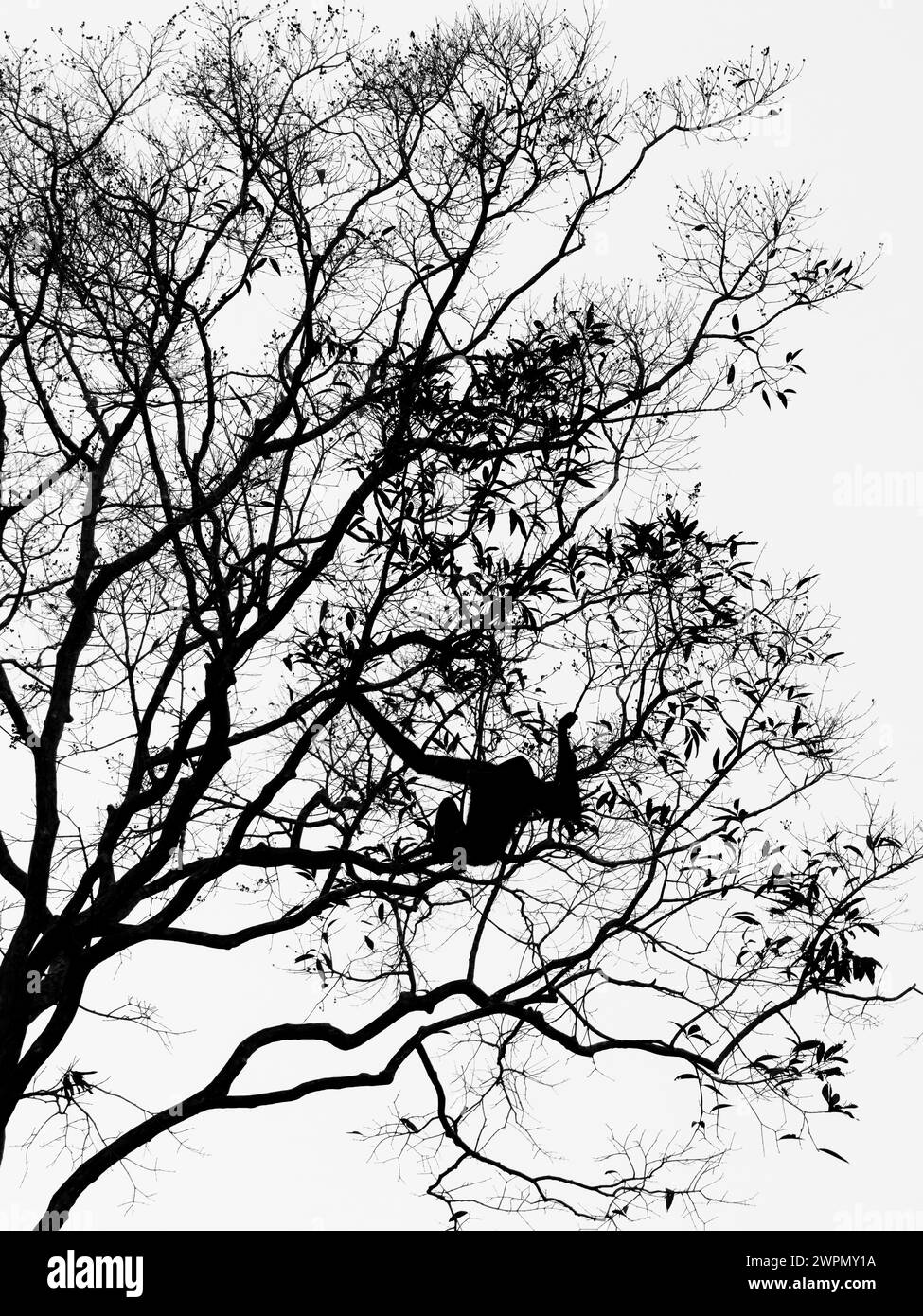 Gelber Wangenschwarzes Gibbon im Baum Nomascus gabriellae Cat Tien, Vietname MA004643 Stockfoto