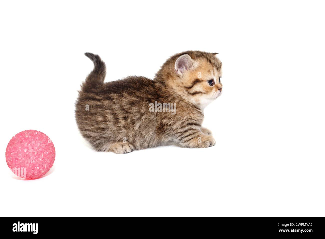 Kleine schottische Kurzbeinkätzchen Seitenansicht, Alter 1 Monat, isoliert auf weißem Hintergrund Stockfoto