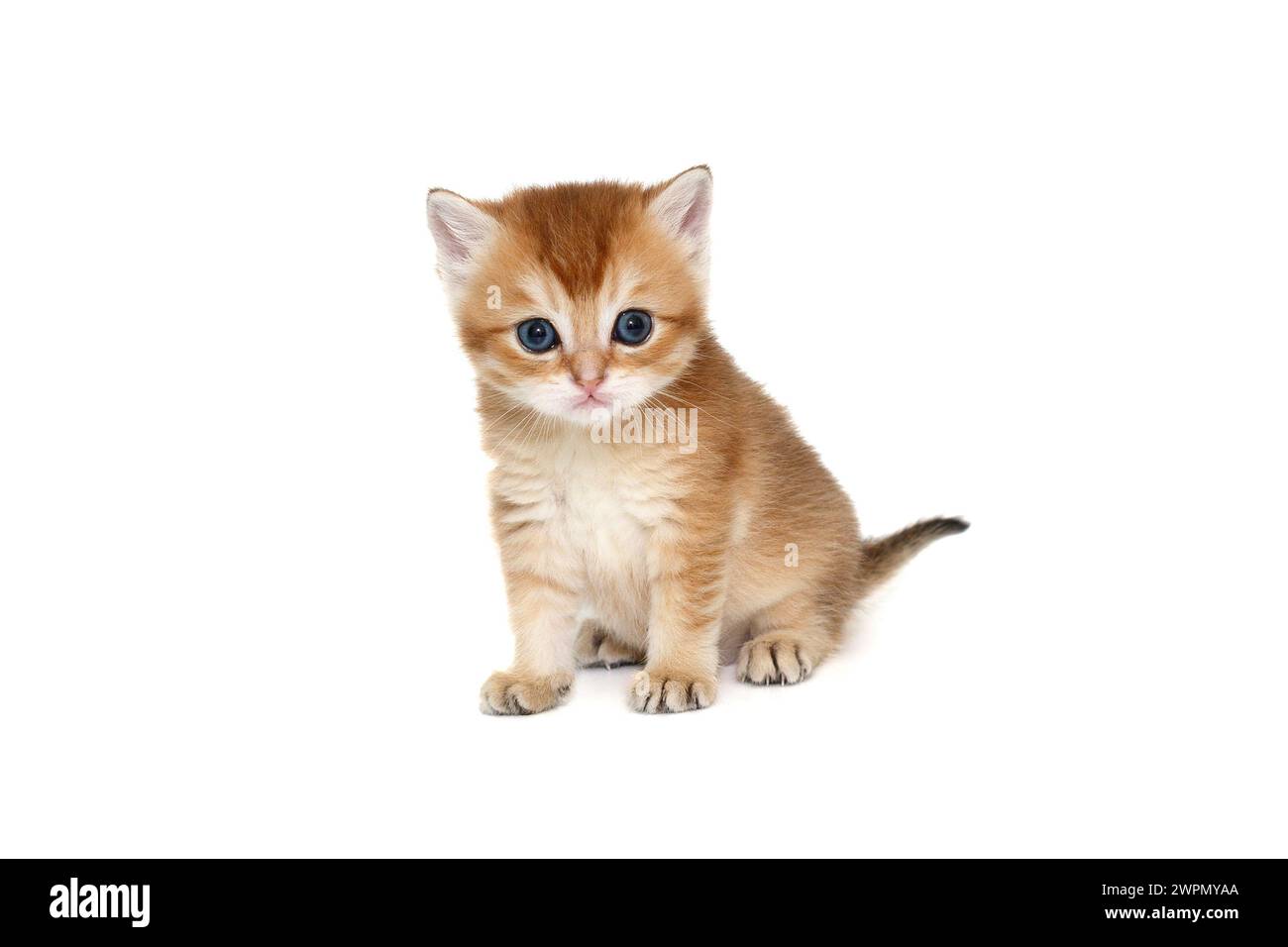 Schottisches Kätzchen mit blauen Augen, rot gestreift, Alter 1 Monat, sitzend. Isoliert auf weißem Hintergrund. Stockfoto