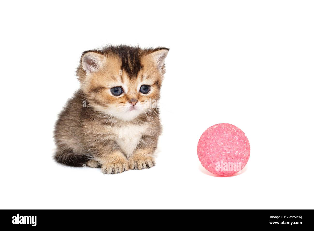 Kleines schottisches Kurzbeinkätzchen, isoliert auf weißem Hintergrund Stockfoto