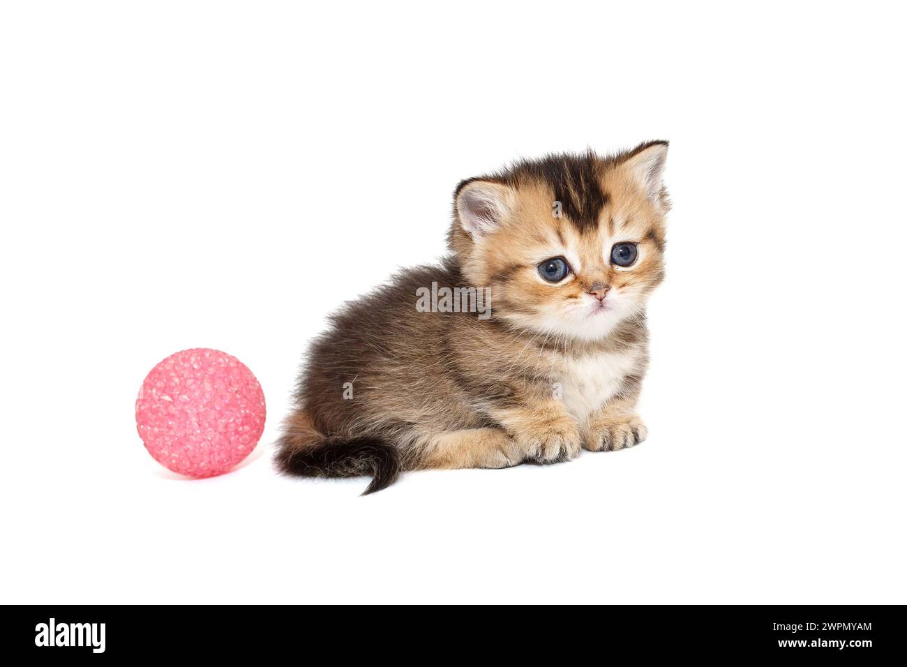 Kleine schottische, kurzbeinige Katze, Seitenansicht, isoliert auf weißem Hintergrund Stockfoto