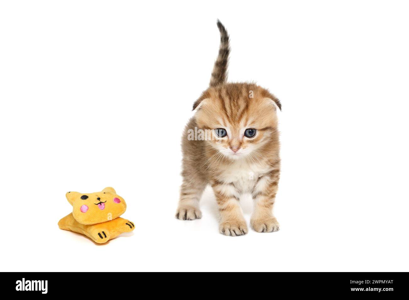 Schottisches Faltkätzchen, rot gestreift, Alter 1 Monat. Isoliert auf weißem Hintergrund. Stockfoto