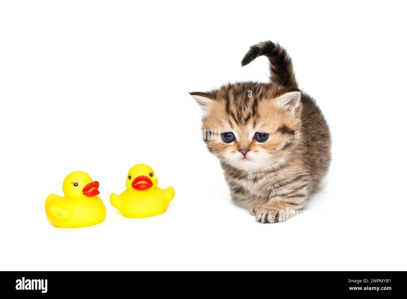 Schottisches Kätzchen mit kurzen Pfoten, rot gestreift, 1 Monat alt, geht vorwärts, neben den Spielzeugentchen. Isoliert auf weißem Hintergrund. Stockfoto