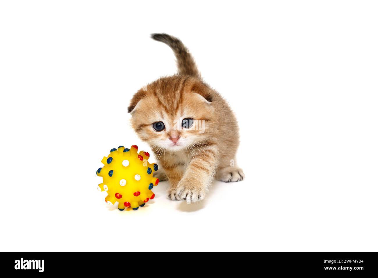 Schottisches Faltkätzchen, rot gestreift, 1 Monat alt, geht neben einem gelben Ball nach vorne. Isoliert auf weißem Hintergrund. Stockfoto