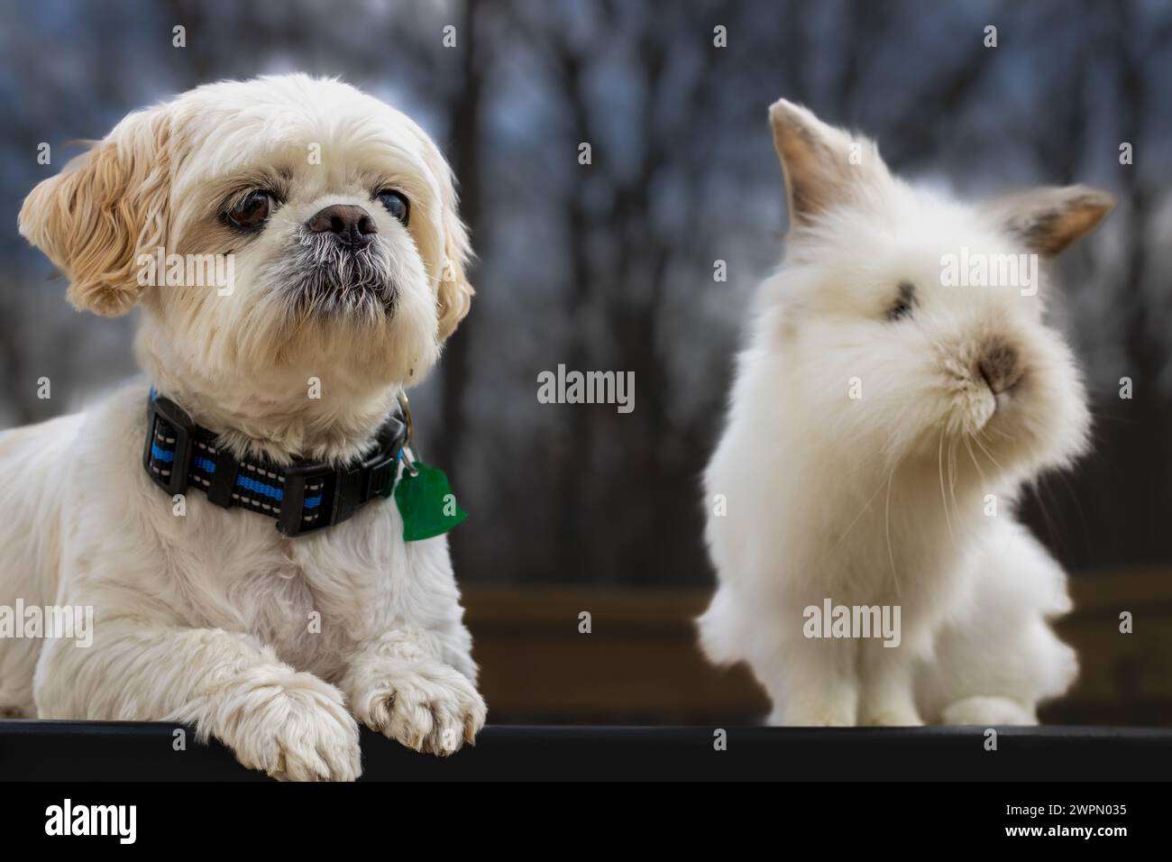 Shih Tzu Welpe mit Löwenkopf Kaninchen Stockfoto