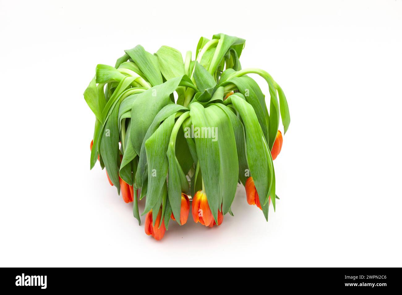 Verwelkte Tulpen isoliert auf weißem Hintergrund Stockfoto