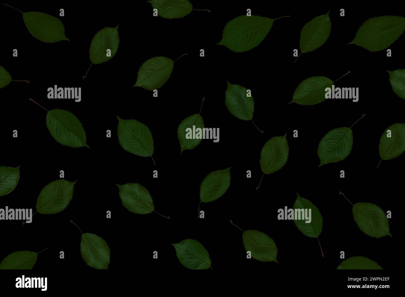 Muster dunkelgrüner Blätter auf schwarzem Hintergrund Stockfoto