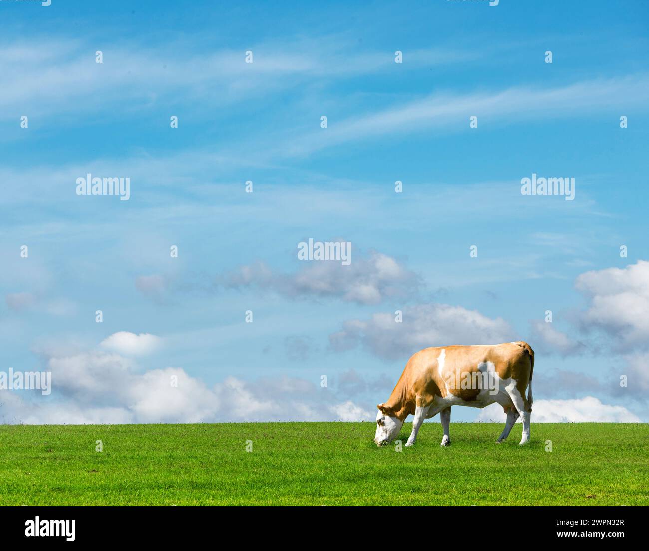 Weidekuh auf einer grünen Wiese [M] Stockfoto