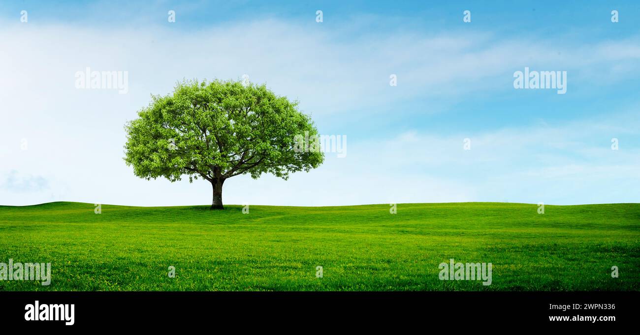 Grüne Eiche auf grüner Wiese [M] Stockfoto