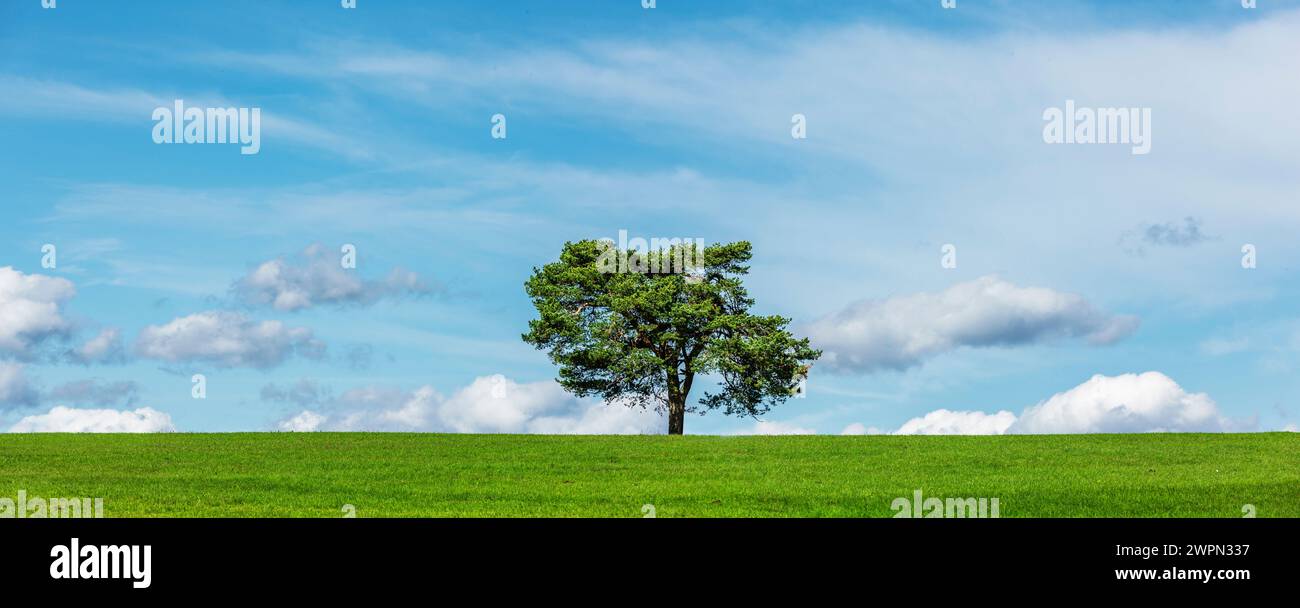 Grüner Baum auf einer Wiese mit Himmel und weißen Wolken [M] Stockfoto