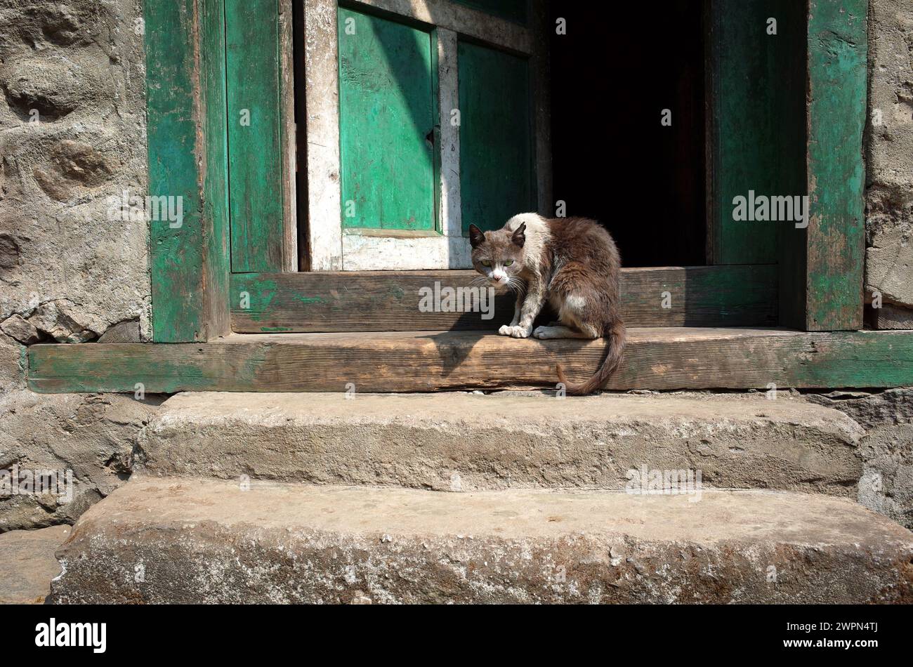 Dünne, dreckige, graue und weiße Katze, die verrückt und beängstigend aussieht und an der Tür des alten Hauses sitzt. Solukhumbu, Nepal Stockfoto