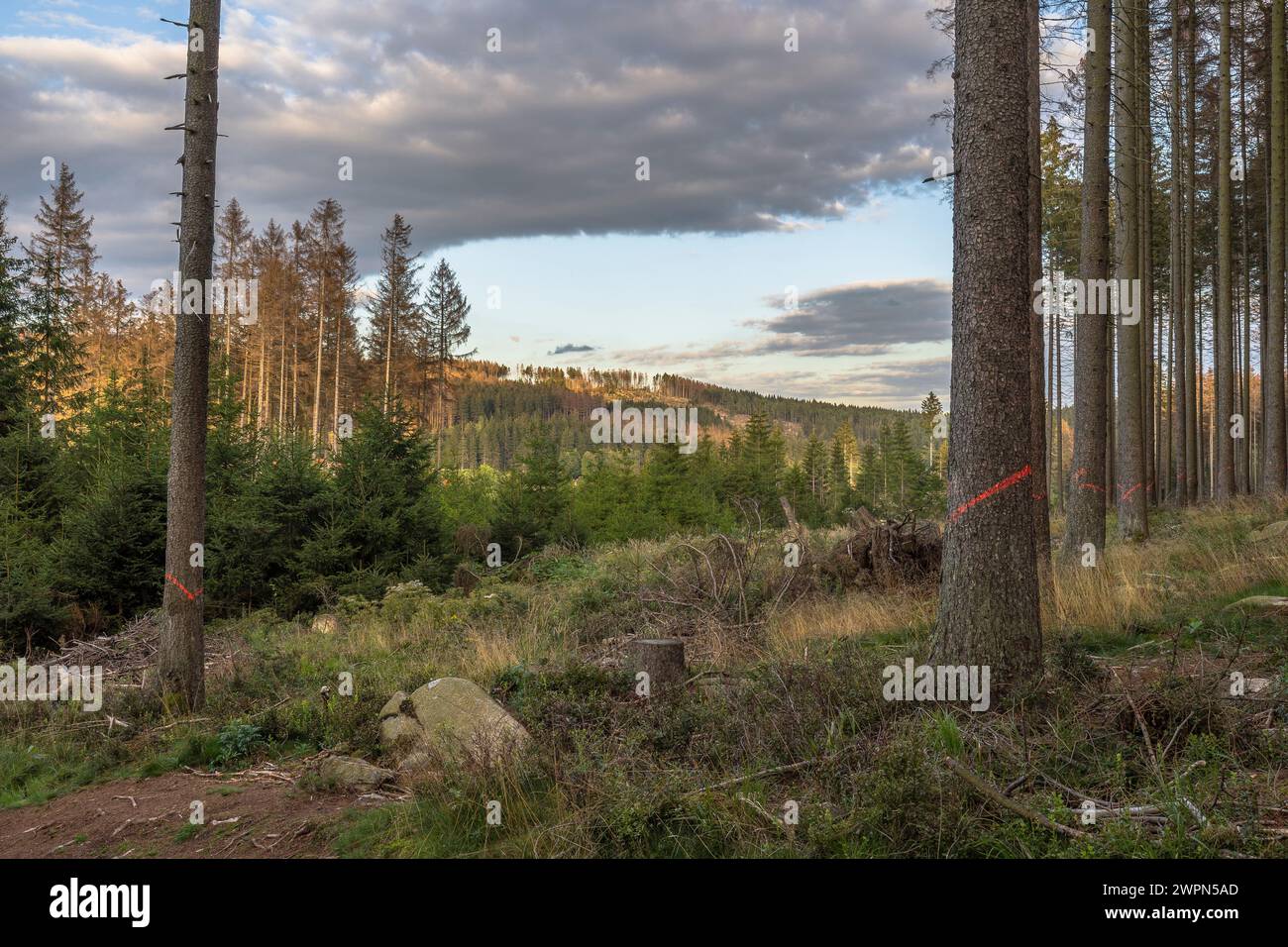 Deutschland, Sachsen-Anhalt, Landkreis Harz, tote Fichten zur Entfernung im Nationalpark Harz markiert Stockfoto