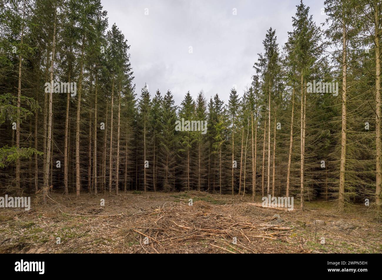 Deutschland, Sachsen-Anhalt, Landkreis Harz, sterbende Fichtenmonokultur im Naturpark Harz Stockfoto