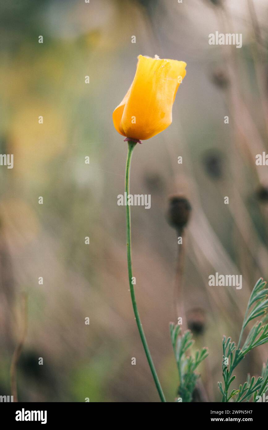 Gelbe Mohnblüte Stockfoto