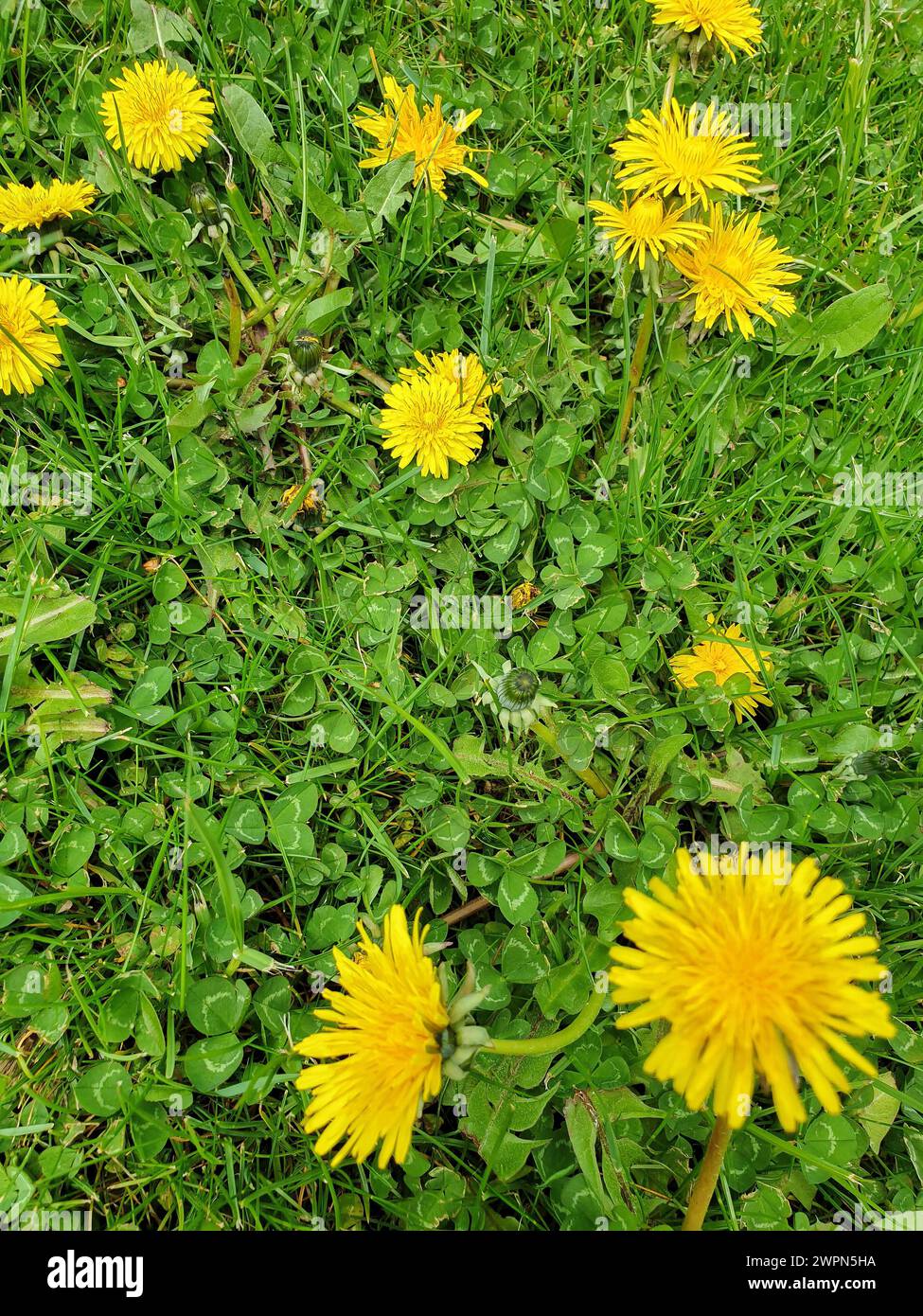 Gelbe Löwenzahn- und Kleeblüten auf einem grünen Rasen im Garten Stockfoto