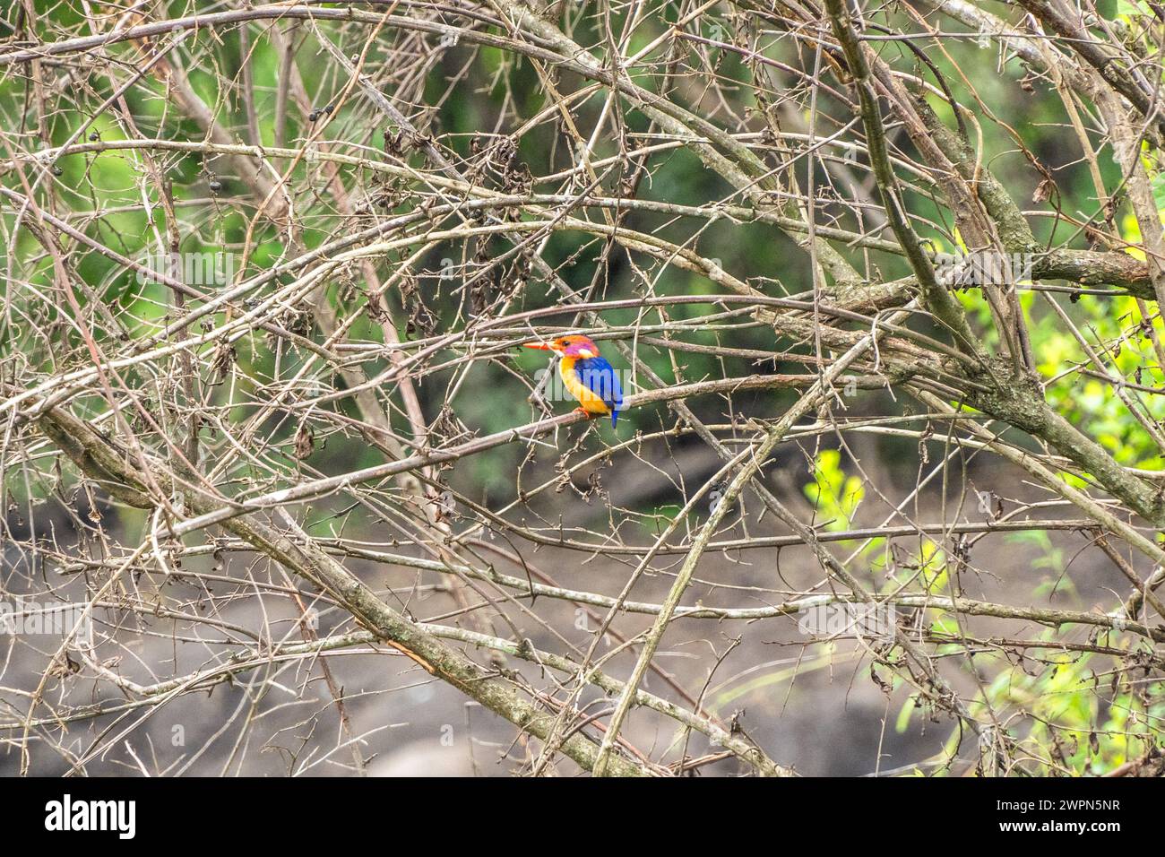 Der afrikanische Zwergvogel ist ein kleiner farbenfroher, der in tropischen Gebieten Afrikas zu finden ist Stockfoto