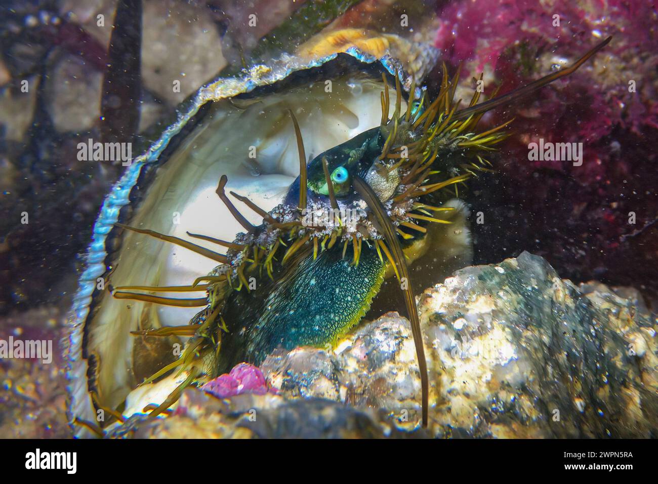 Unterwasserfoto eines Abalone, Haliotis tuberculata, Brignogan, Bretagne Stockfoto