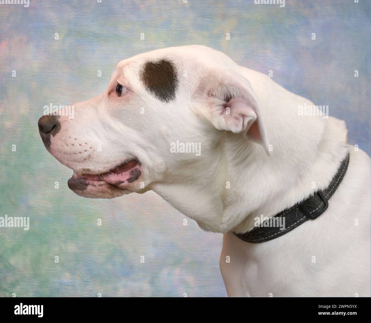 Horizontale Seitenansicht eines wunderschönen ausgewachsenen Hundes mit einer gemischten Rasse, der die herzartige Form an der Seite seines Kopfes zeigt. Der Schuss ist von den Schultern hoch. Stockfoto