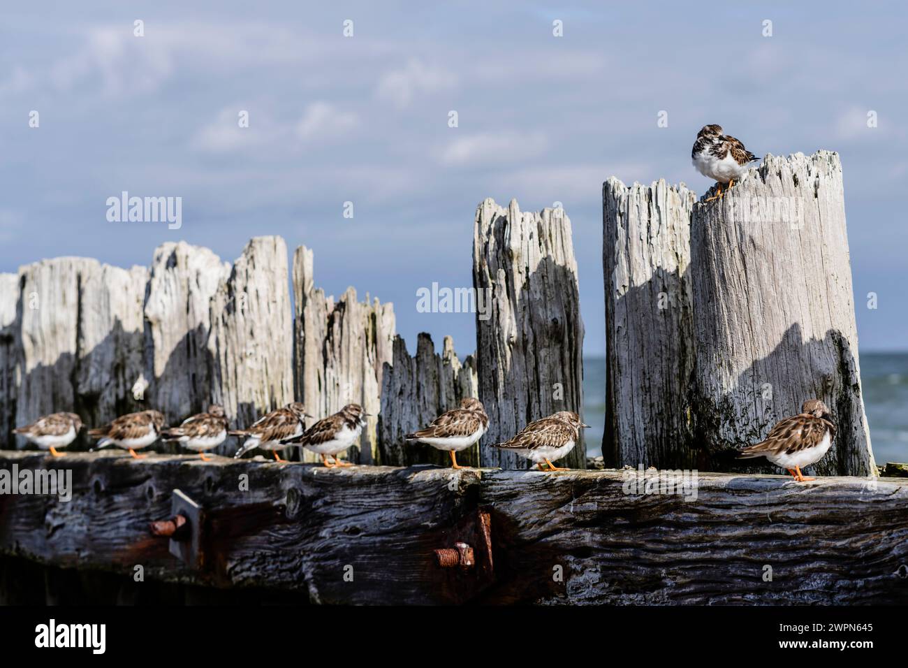 Turnstone an einem Wellenbrecher Norderney Beach, das Meer im Hintergrund, sonniger Tag Stockfoto