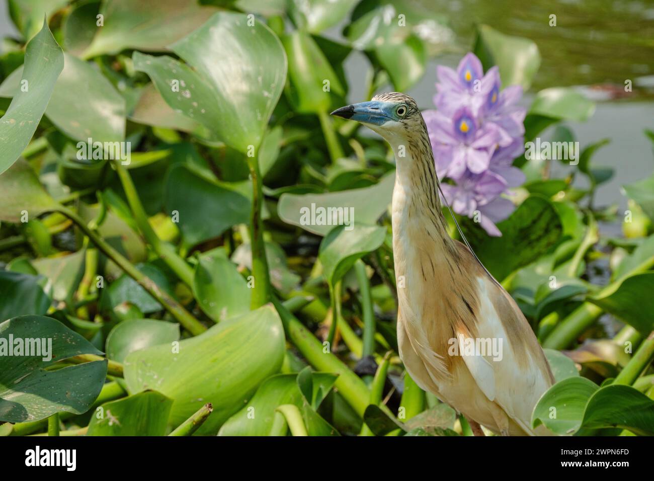 Der Squacco Fischreiher hat einen blauen Schnabel, der auf dem Kanal Kazinga in Uganda zu sehen ist Stockfoto